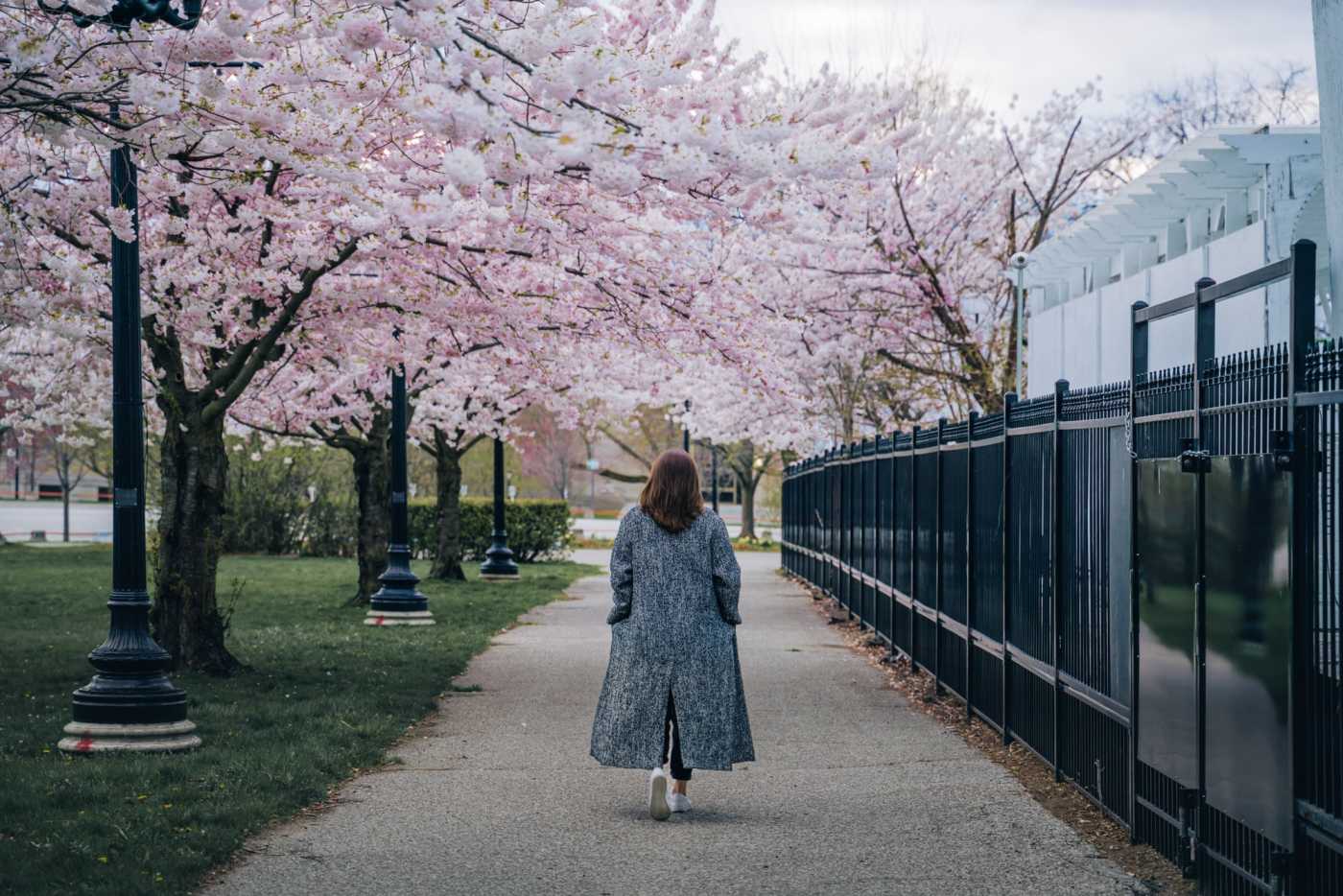 Photo credit: https://www.destinationtoronto.com/leisure-blog/post/cherry-blossoms/
